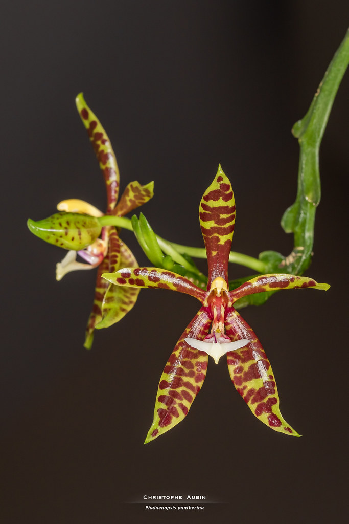Phalaenopsis pantherina