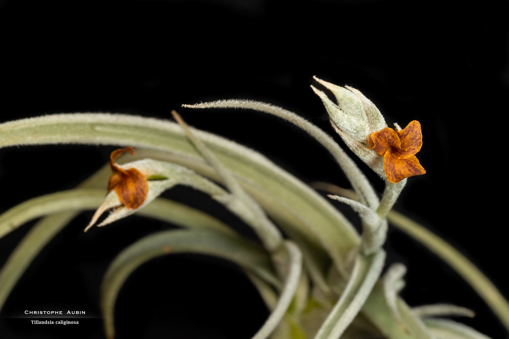 Tillandsia caliginosa
