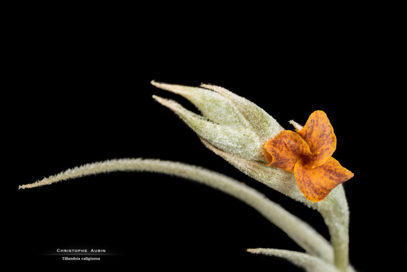 Tillandsia caliginosa